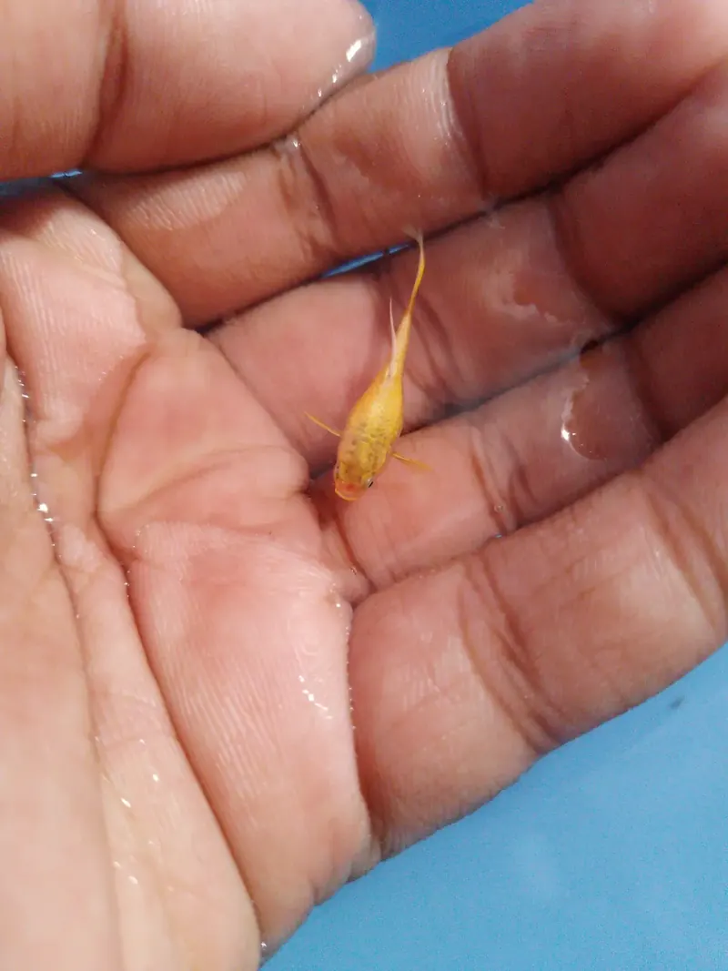 24K Guppy