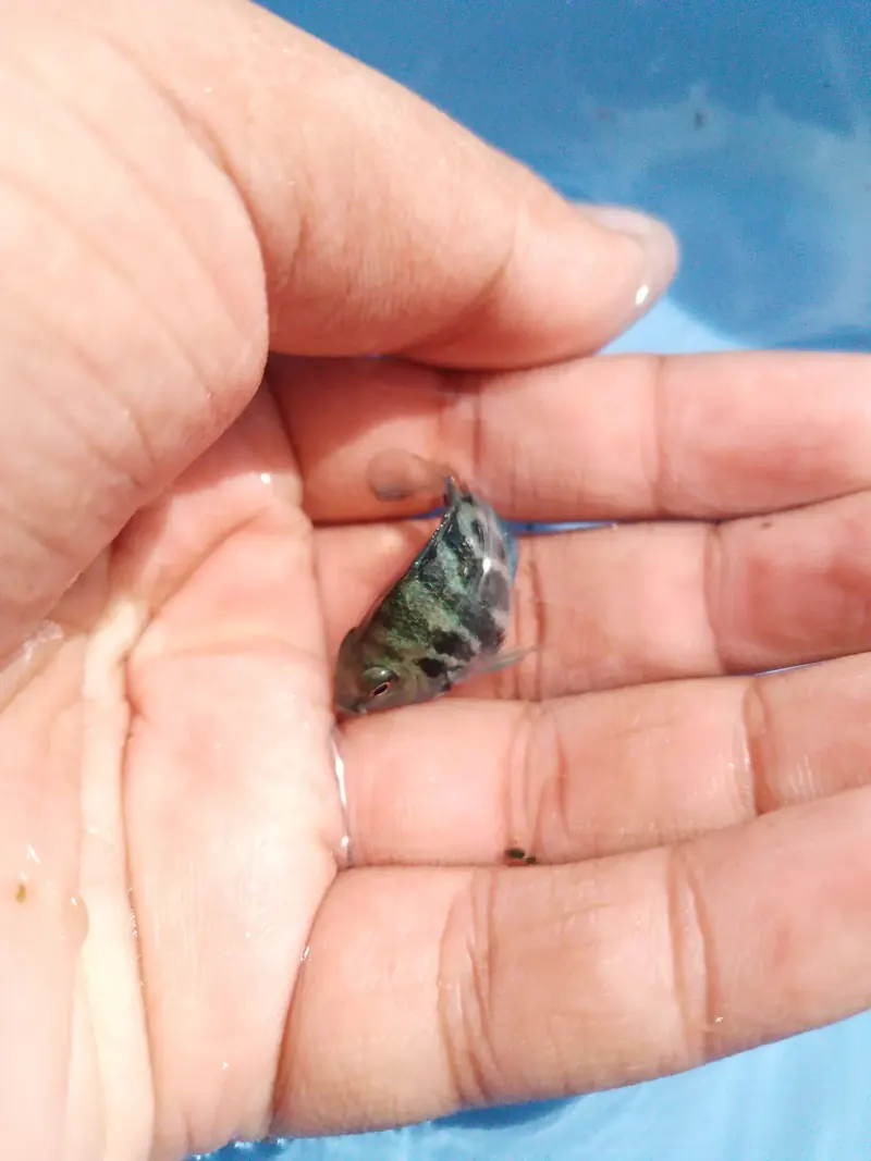 Blue Polar Parrot