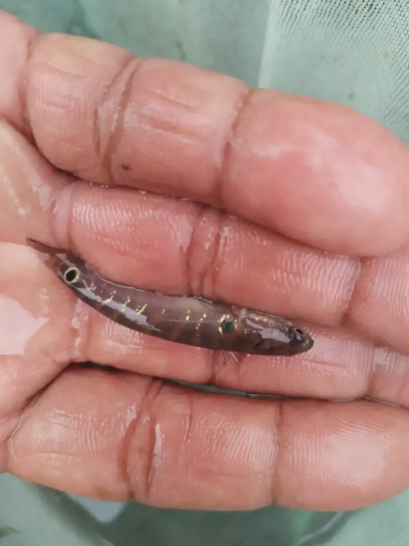 Channa asiatica