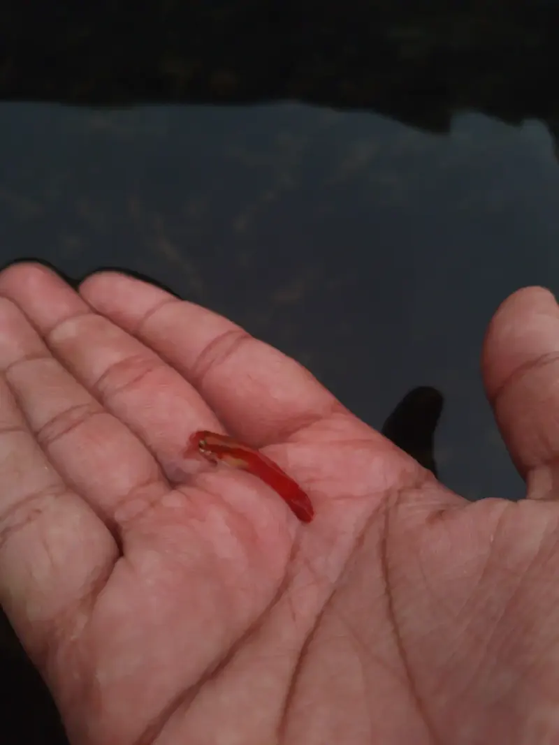 Guppy Red