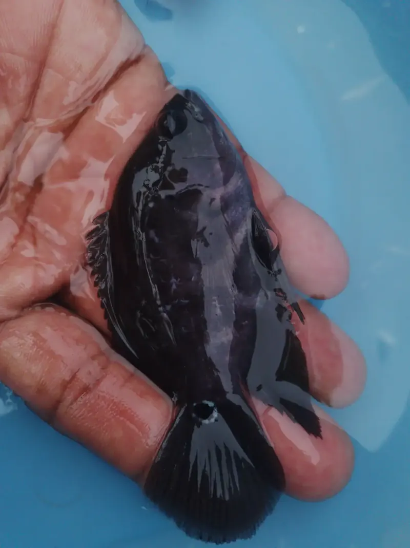 Oscar Black Tiger Wailtail