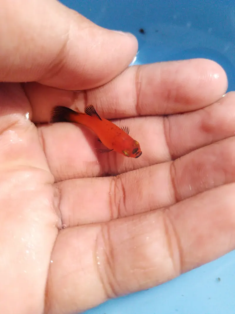 Red Platy